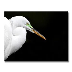 Great Egret Breeding (Horizontal)