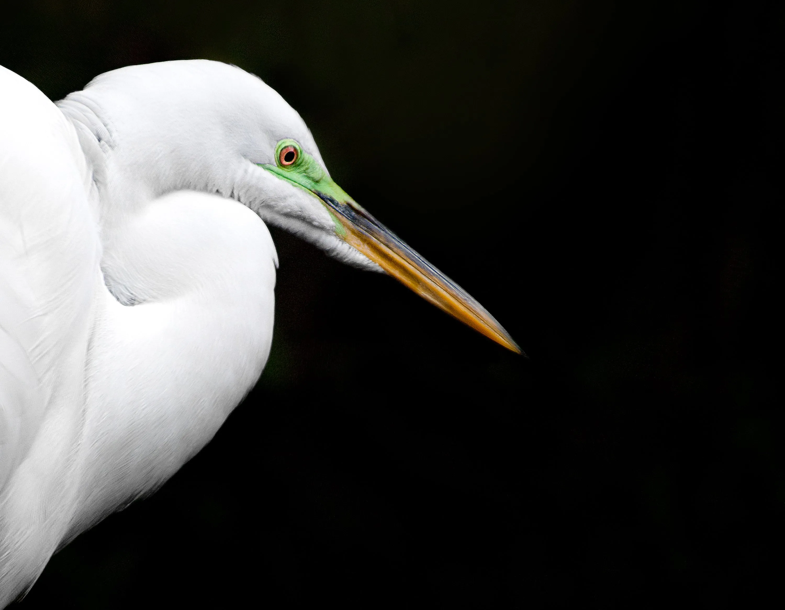 Great Egret Breeding (Horizontal)