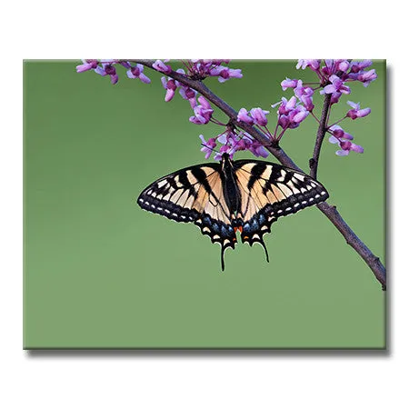 Tiger Swallowtail